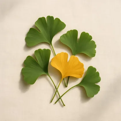 Ginkgo biloba, estratto di foglie